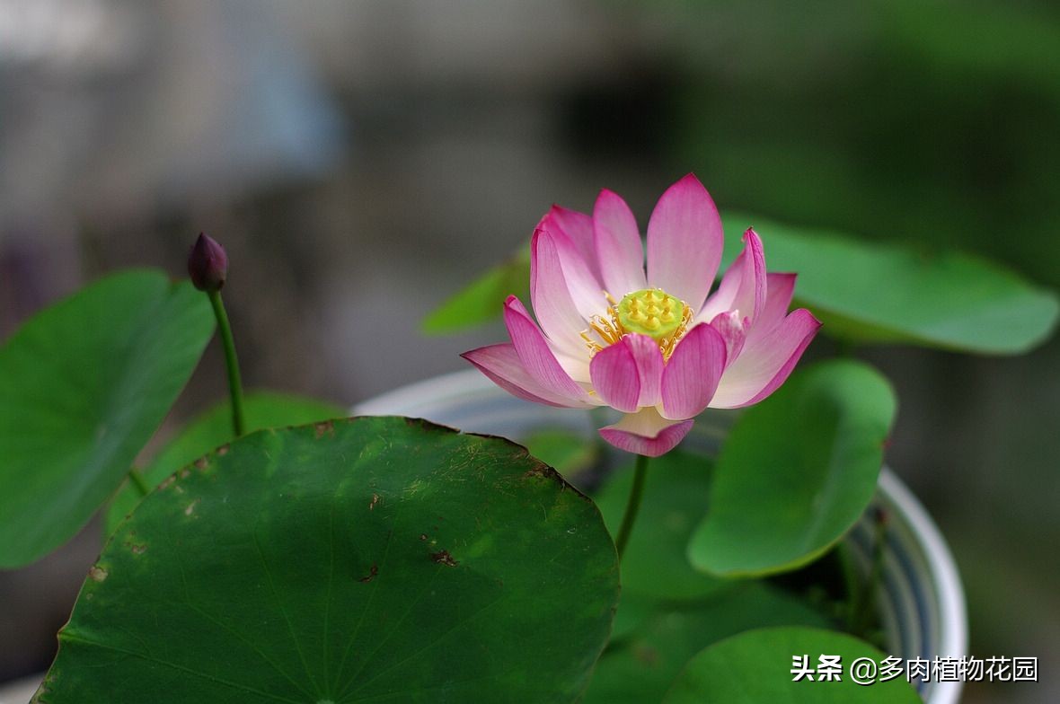 开花多的小型碗莲品种,碗莲开花好看漂亮又好养活