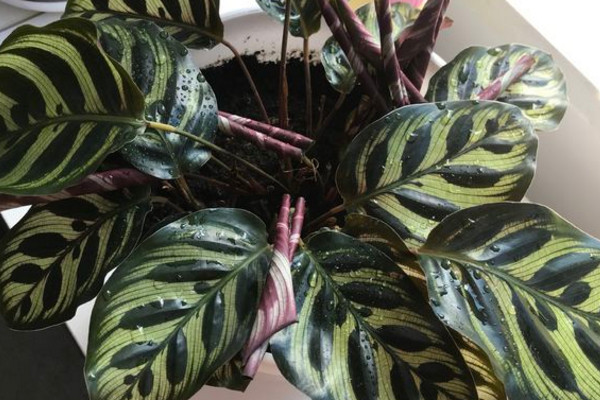 南方孔雀竹芋冬天怎么养,孔雀竹芋可以过冬吗怎么养