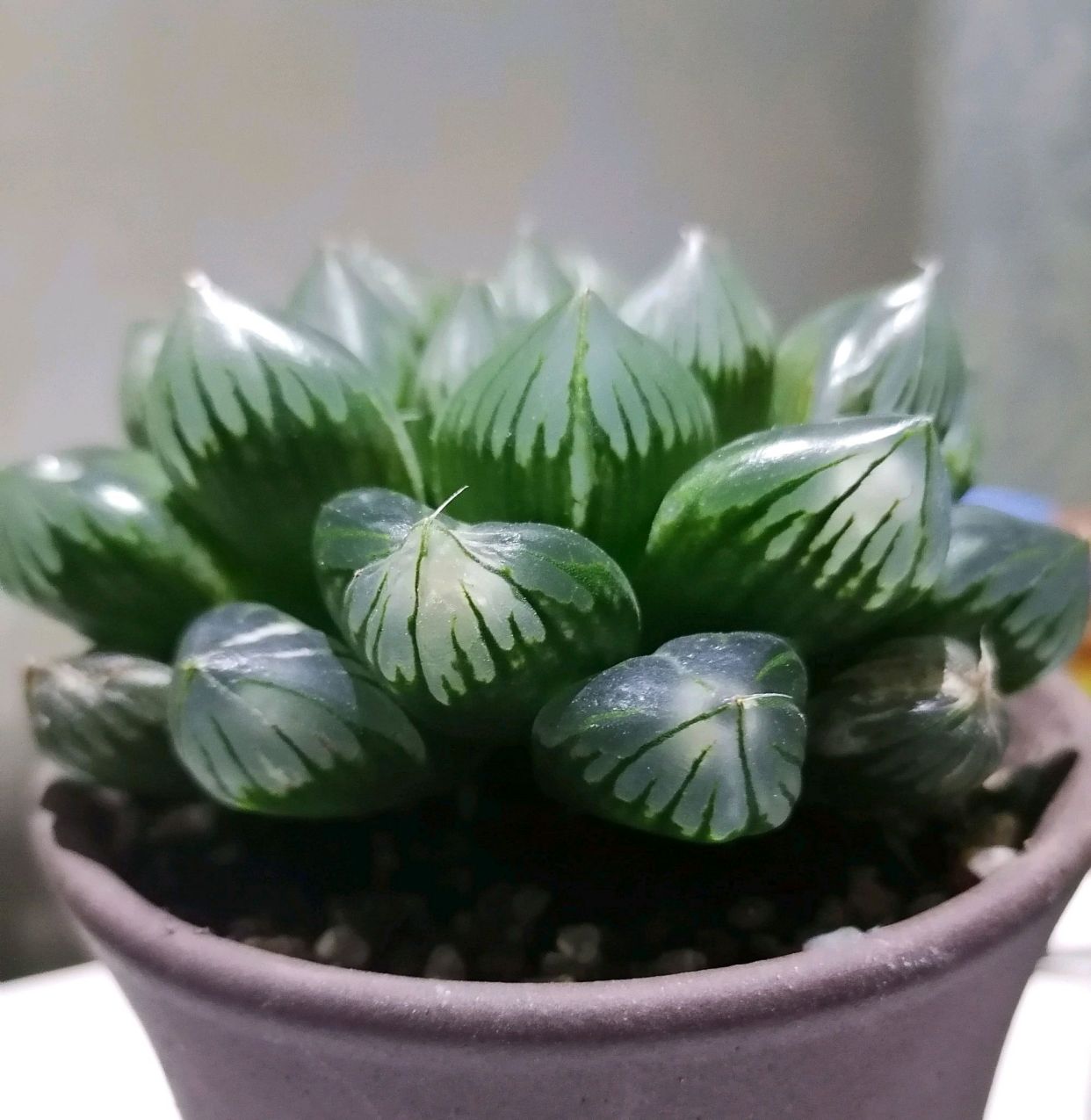 买回来的多肉越养越绿怎么回事,买回来的多肉几天就蔫了