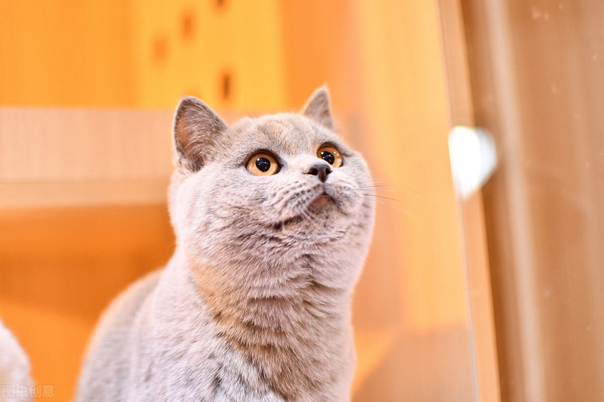 新手怎么选猫品类,新手如何选猫养猫