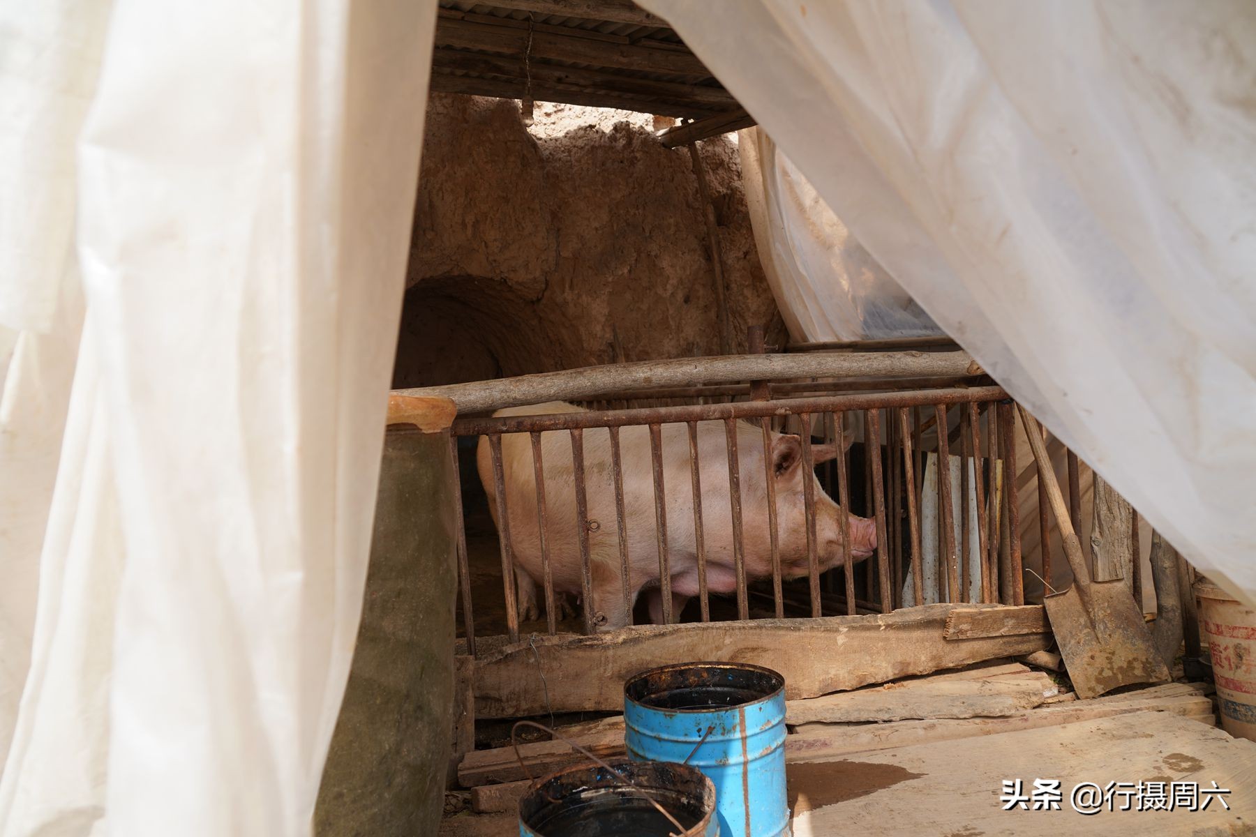 山西8旬大爷把母猪当宠物养,1窝小猪卖14600元,无本生意