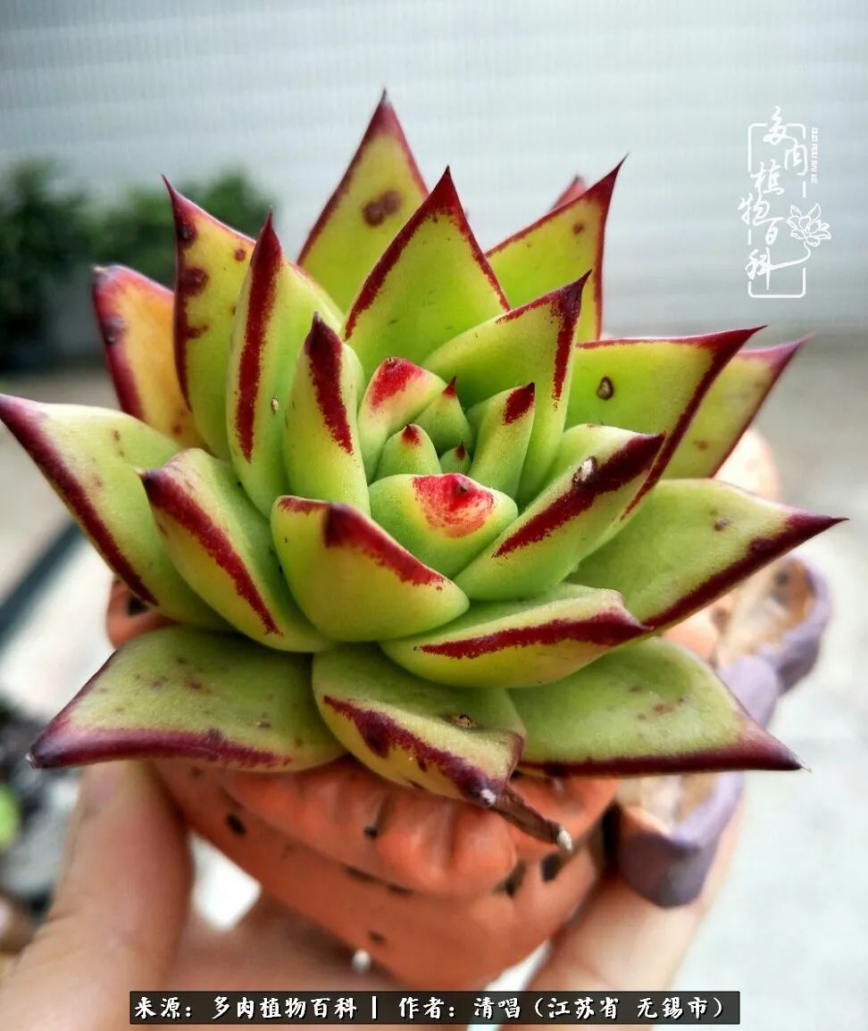 多肉植物百科好看又好养的多肉,喜欢多肉的朋友欢迎光临多肉园艺