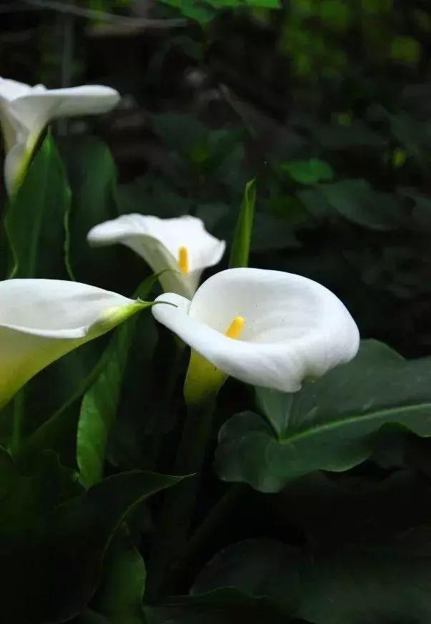 铜钱草与马蹄莲区别,马蹄金铜钱草怎么更旺盛