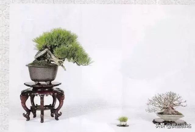 黑松盆景寓意 (黑松盆景风水)