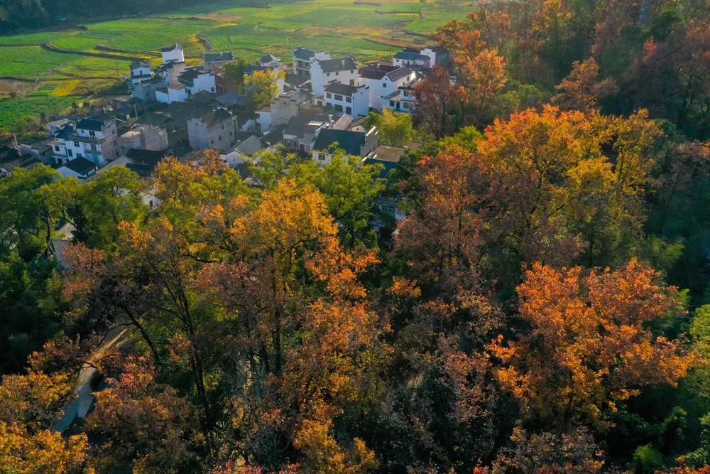 10月下旬徽州摄影推荐,金秋皖南婺源摄影之旅
