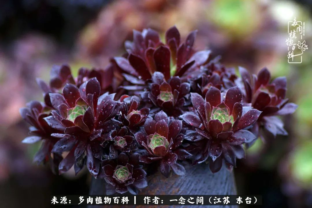 遇见花开蓝莓糖,遇见花开蔬菜沙拉酱