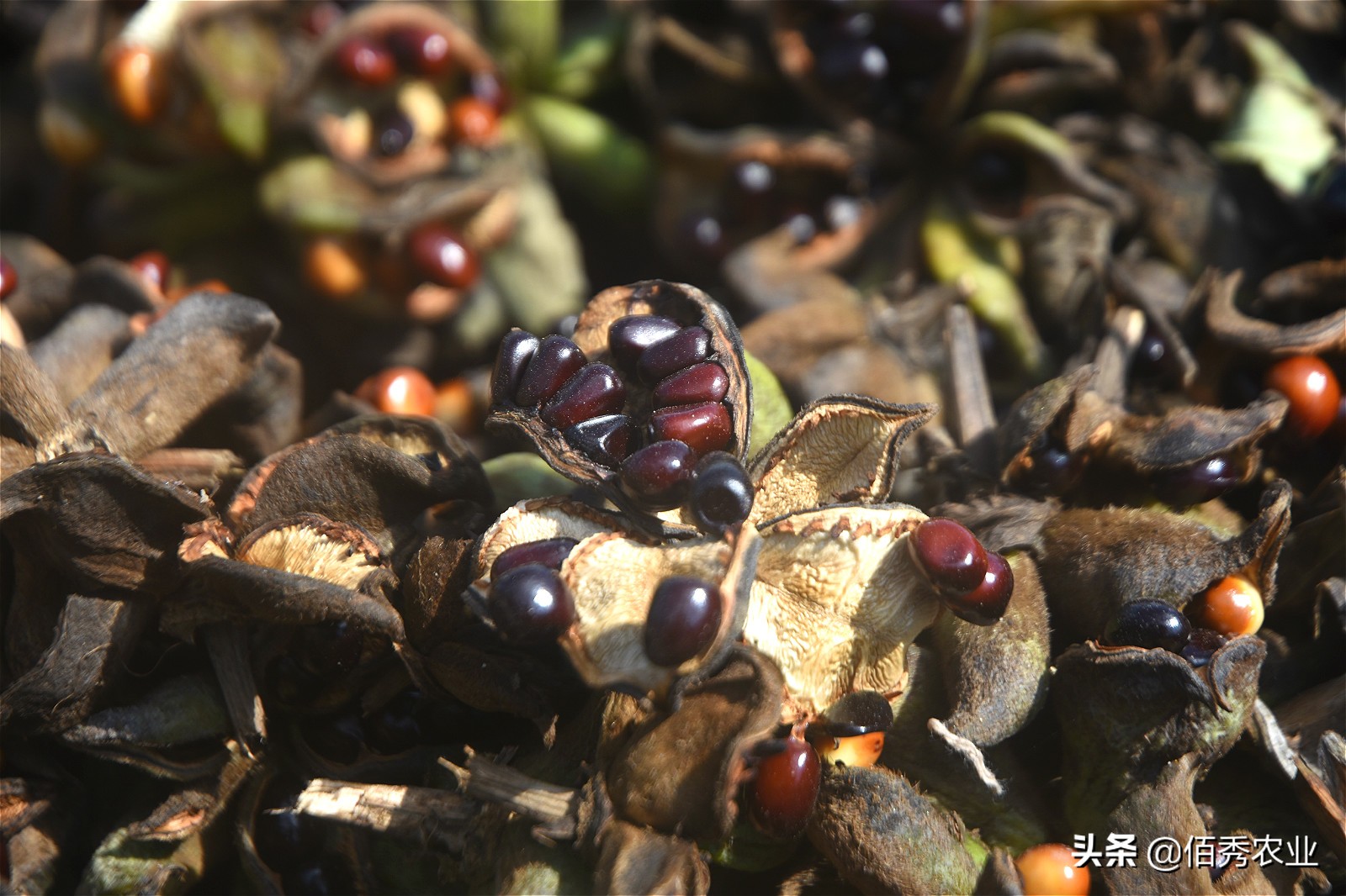 茅台泡沫破灭会有什么后果,茅台酒炒作泡沫会破灭吗