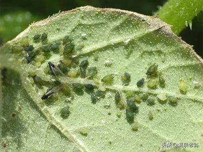 蔬菜不打农药怎么消除虫,蔬菜长虫用什么药最好