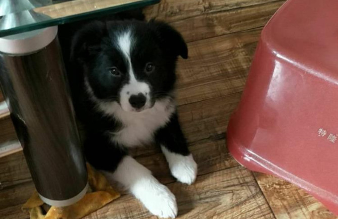 边境牧羊犬为什么不建议养,边牧与东德牧羊犬斗智斗勇