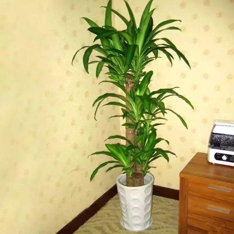 什么花吸甲醛油烟,能吸甲醛油烟的20种植物家家必养