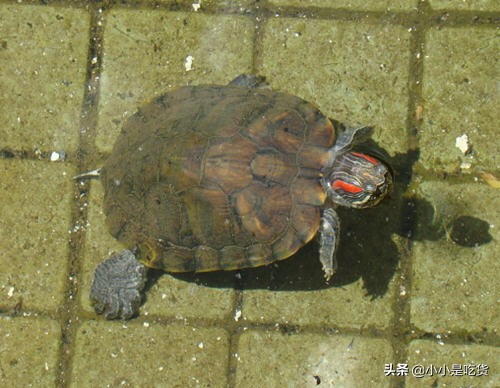 乌龟为什么不吃乌龟饲料,乌龟怎么不吃乌龟粮