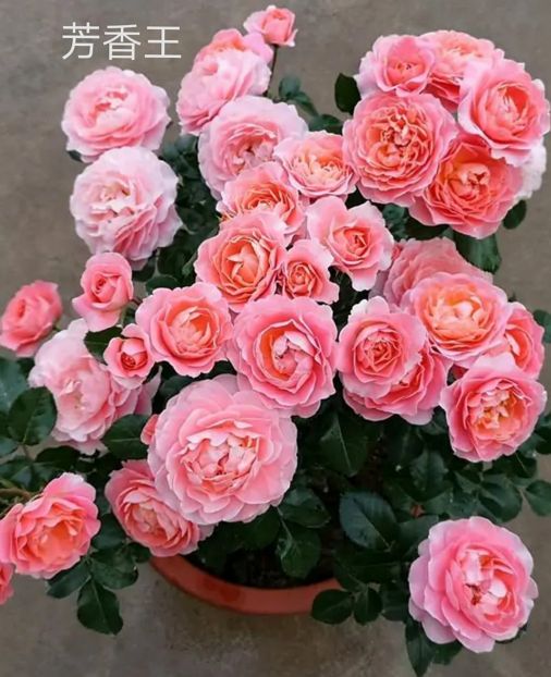 阳台系列月季品种大全,微型月季藤本月季