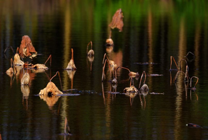 常德，那些惊艳夏日的荷花