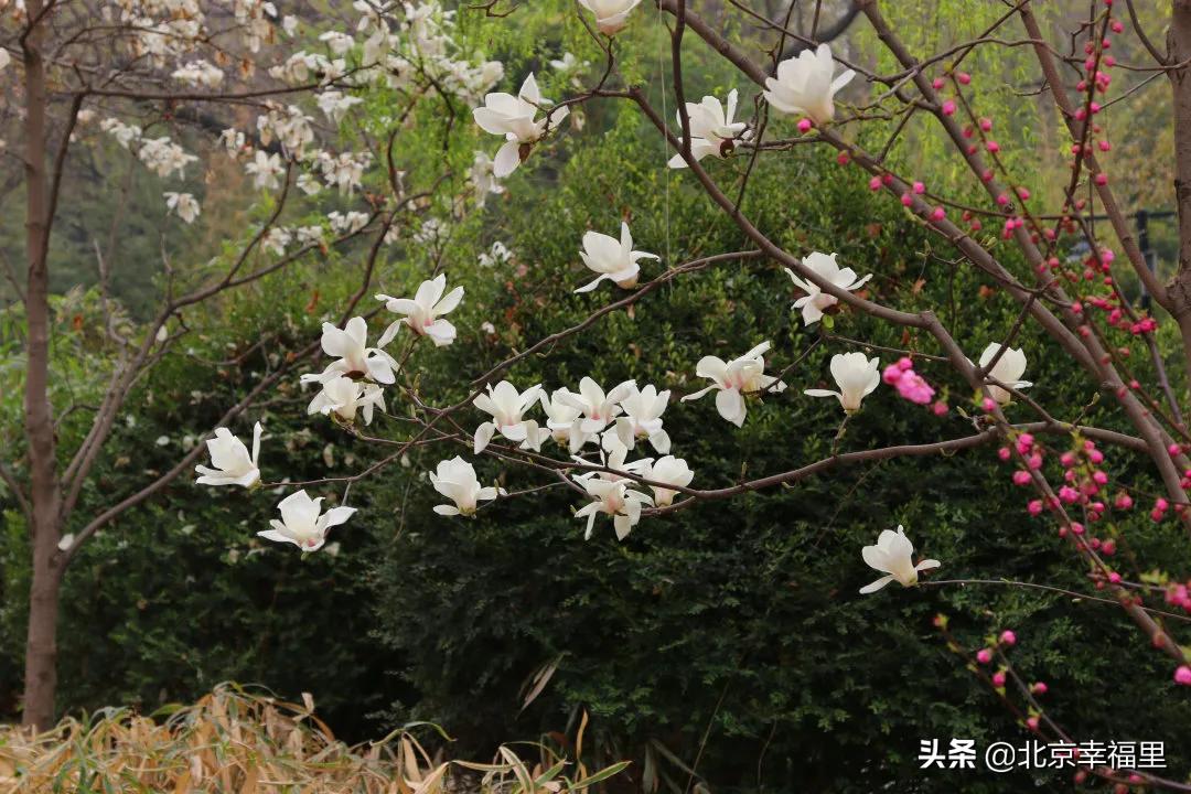 魏公村地铁站南次新楼盘 (魏公村北区房子值得买吗)