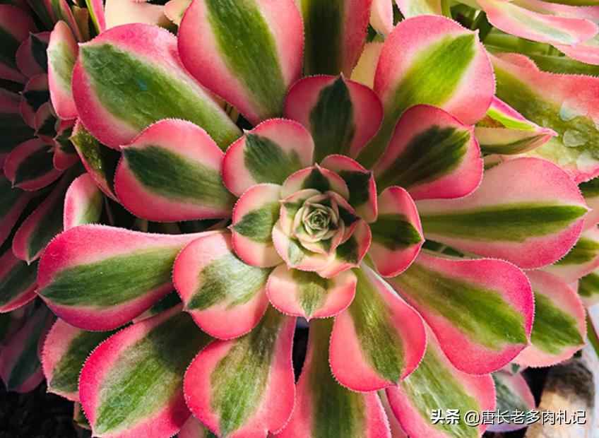 粉女巫和美杜莎法师哪个容易养,多肉法师红女巫和粉女巫区别