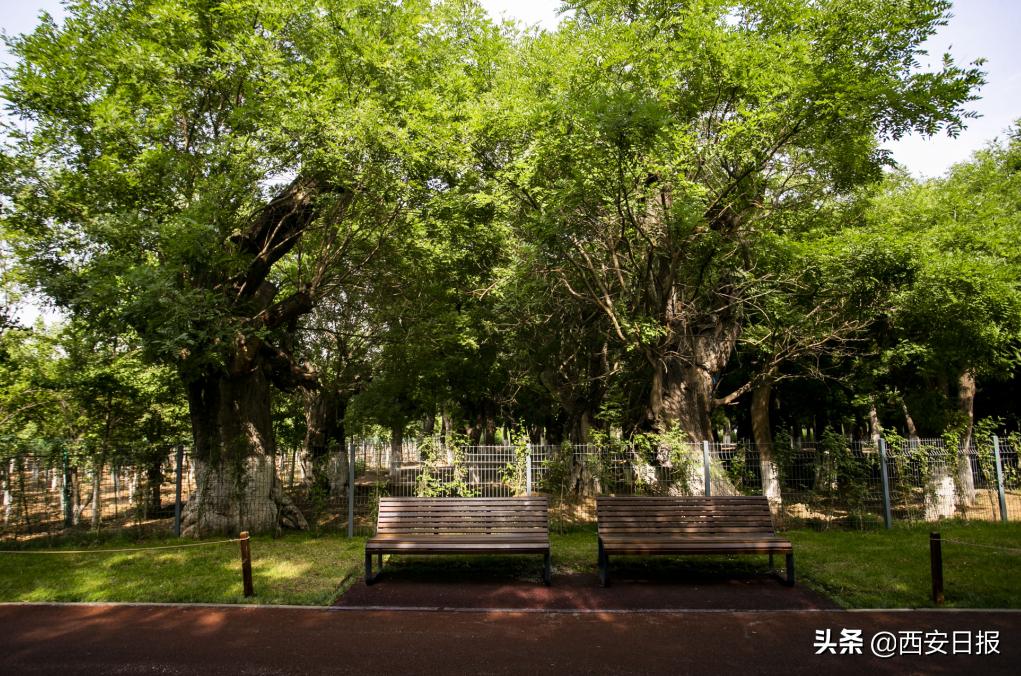 西安市有哪些公园免费开放,西安免费儿童玩的公园