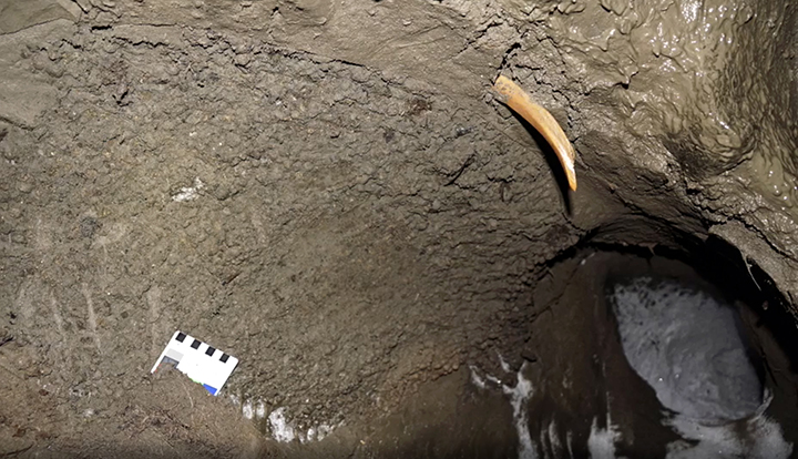 史前猛犸象遗骨,挖掘猛犸象骸骨