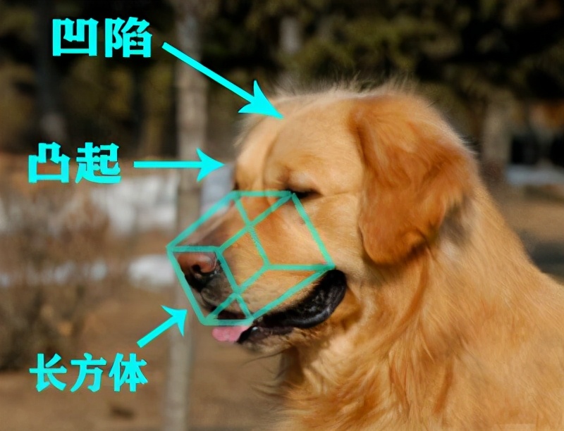 金毛犬怎么挑选纯不纯,金毛犬要怎么挑选才是最好的
