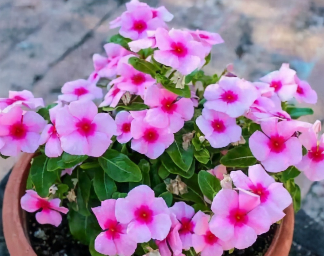 新手应该掌握的12个养花技巧,养花技巧记住这4点才算入门