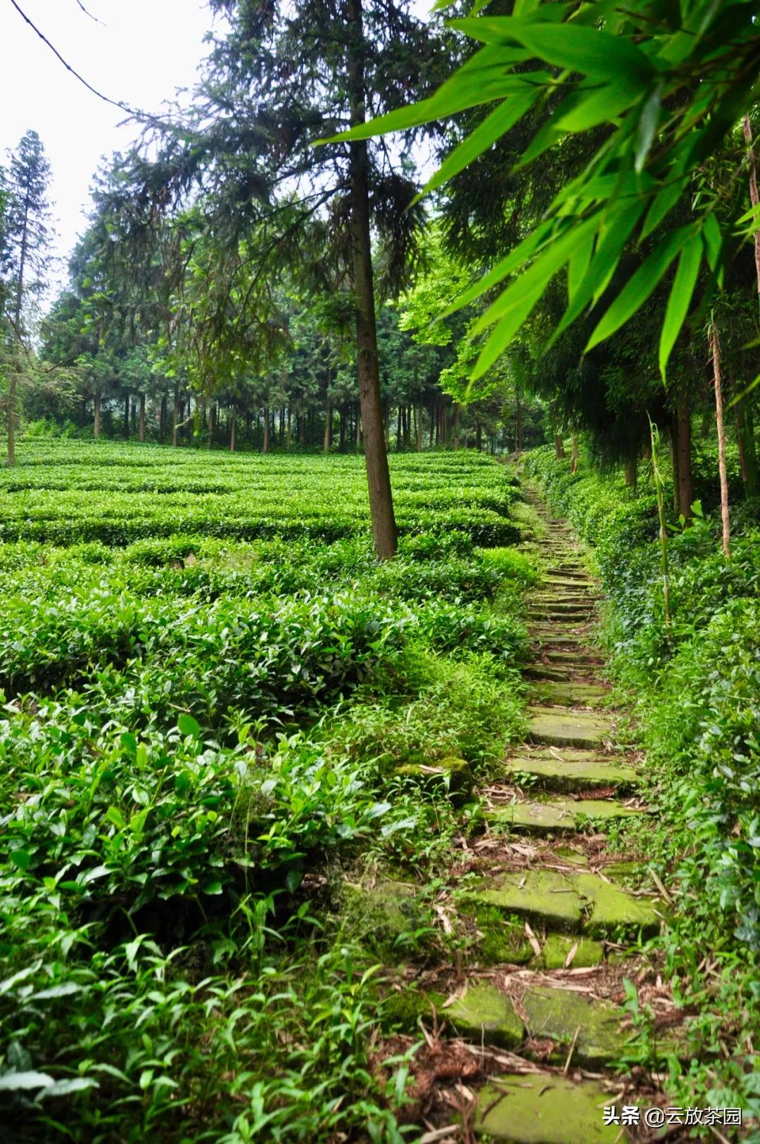 云放茶园深度解析,云放茶园最新视频