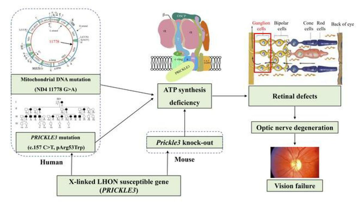 浙江大学管敏鑫,浙大管敏鑫科研团队