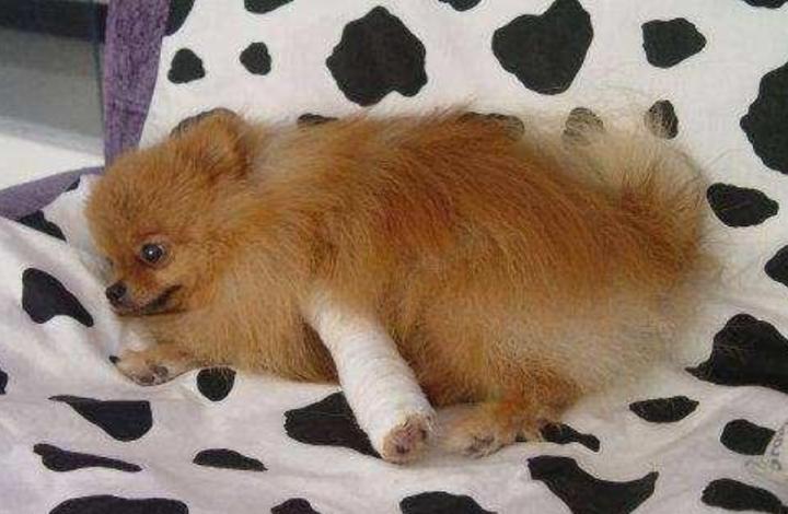 狗狗伤口怎么止血最快方法,狗狗快速止血的方法