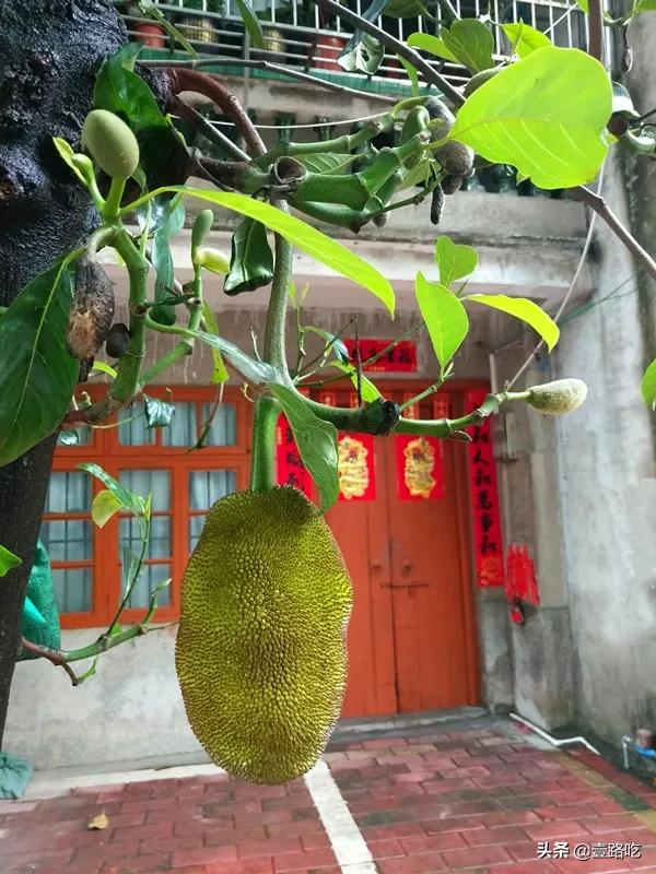 北海|报告！没遇到传销组织，只有吃不尽的海鲜美食