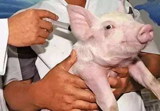 猪打疫苗应激了怎么办？养猪人要记住这5个解决方案