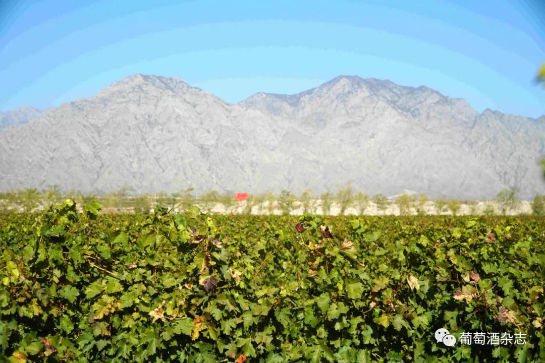 中国葡萄酒主产区之一,宁夏贺兰山东麓葡萄酒产区