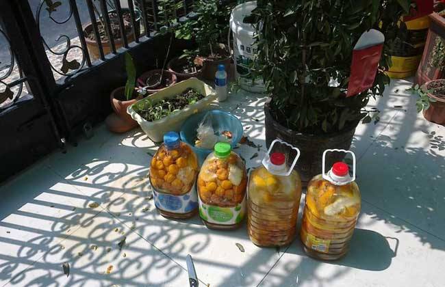 文竹绿萝怎么养才能爆盆和爬满墙,发财树绿萝文竹哪种适合放卧室里