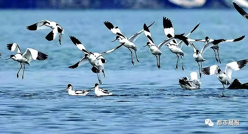 云龙湖候鸟,候鸟南迁与云龙湖美丽邂逅