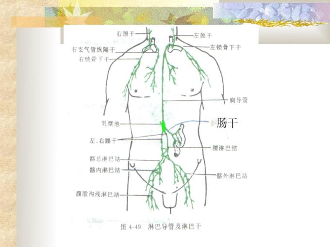医生常用的解剖学、内外科口诀