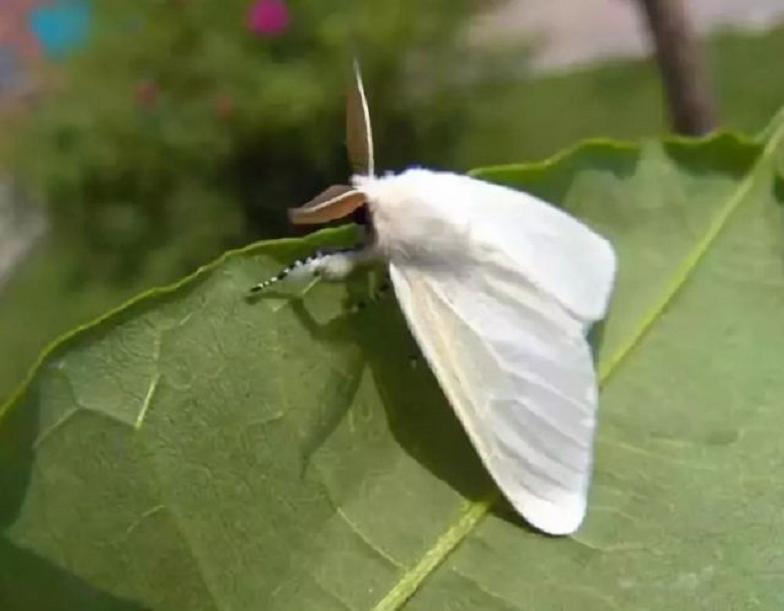 水果中的虫会寄生肚子吗,水果里的寄生虫是什么虫子