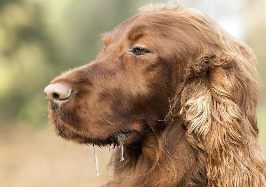 狗传染上狂犬病一天内会有症状吗,被动物咬了感染狂犬病有什么症状