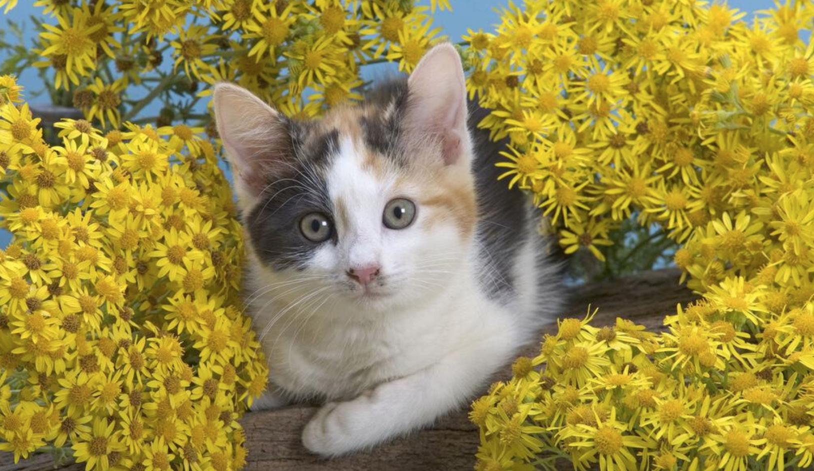 养宠小知识宠物猫咪掉毛怎么办,养宠小知识猫咪得了猫癣症状