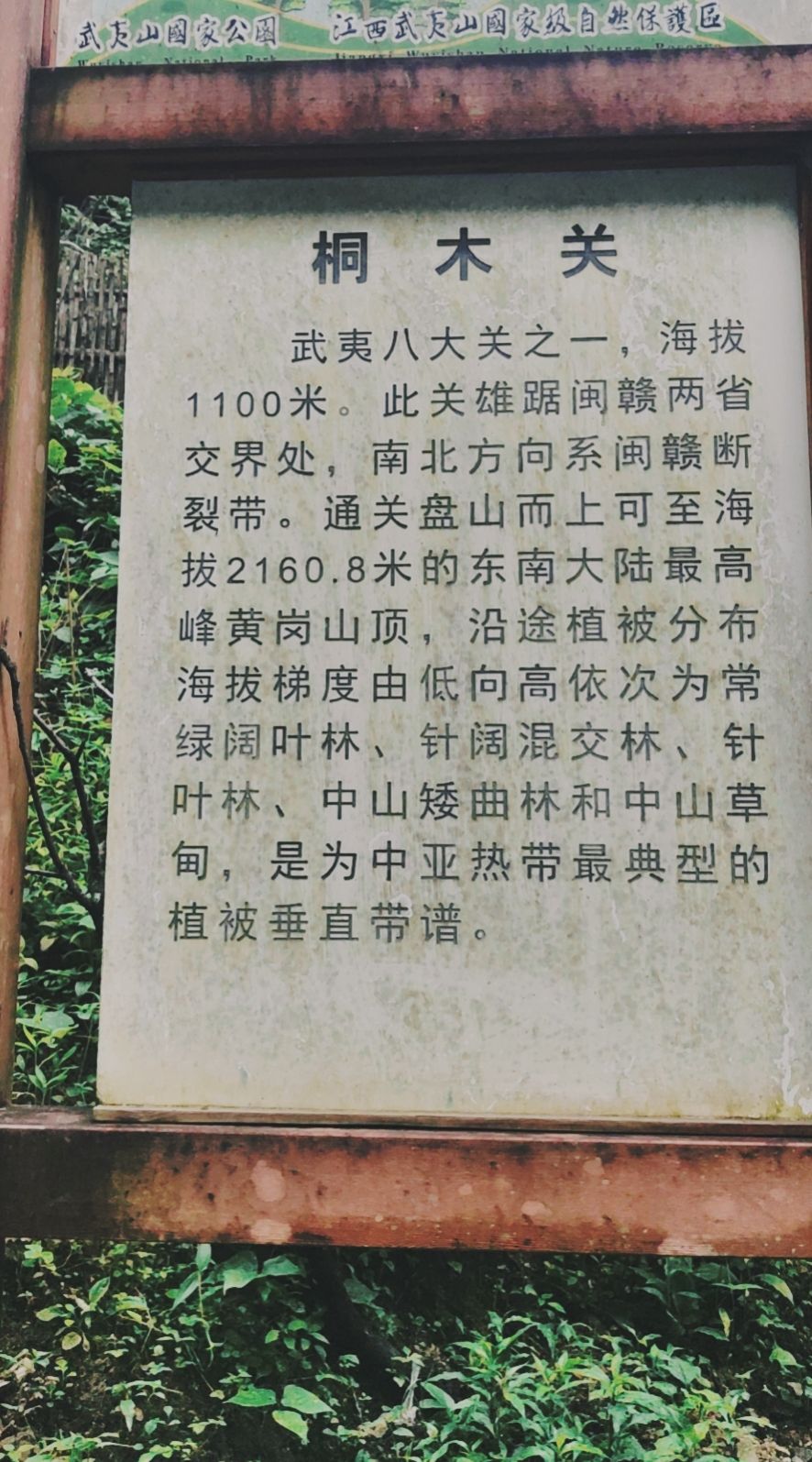 红茶金骏眉知识,金骏眉红茶叶