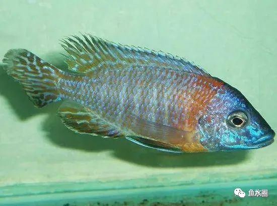 三湖慈鲷马鲷孔雀珍珠系能长多大,三湖慈鲷之孔雀