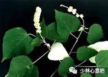 动物中药功效大全,中药药材大全及功效