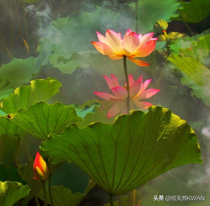 澶忚嚦宸茶嚦鑽疯姳鏅偣 (澶忚嚦宸茶嚦閭ｅ氨蹇樺嵈鐐庣儹鍘昏祻鑺卞惂)