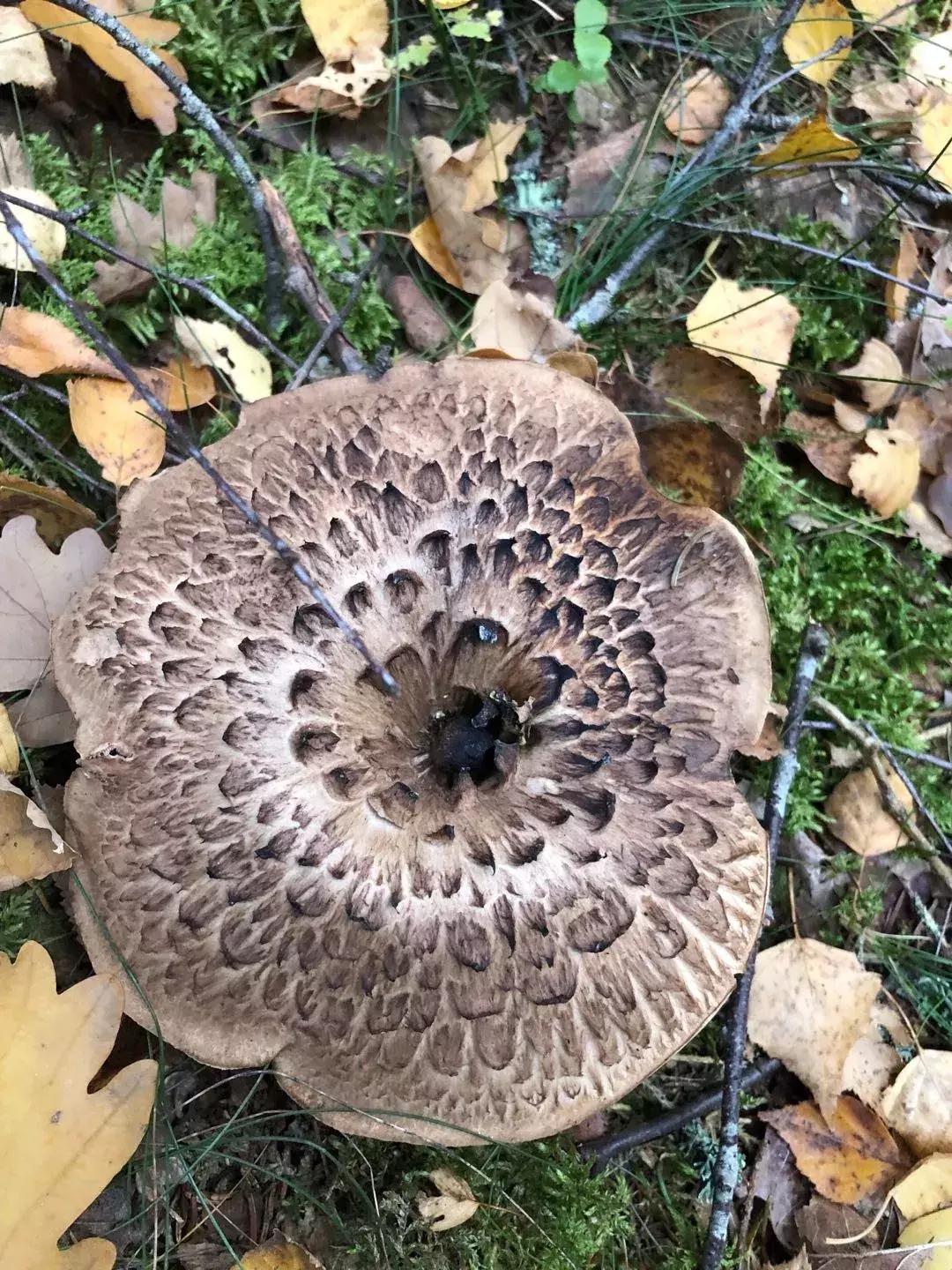 无毒野生菌图鉴大全,见手青野生菌可以吃的种类