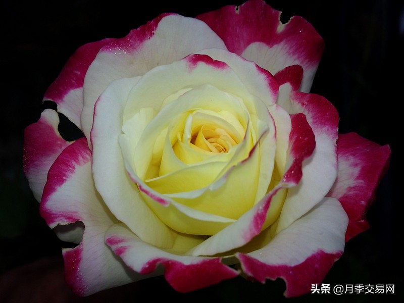 人鱼月季与红双喜月季区别,花魂月季跟红双喜月季的区别