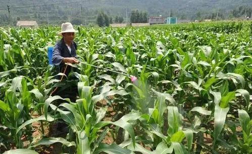 玉米可以喷施矮壮素吗,玉米用矮壮素过量了怎样补救