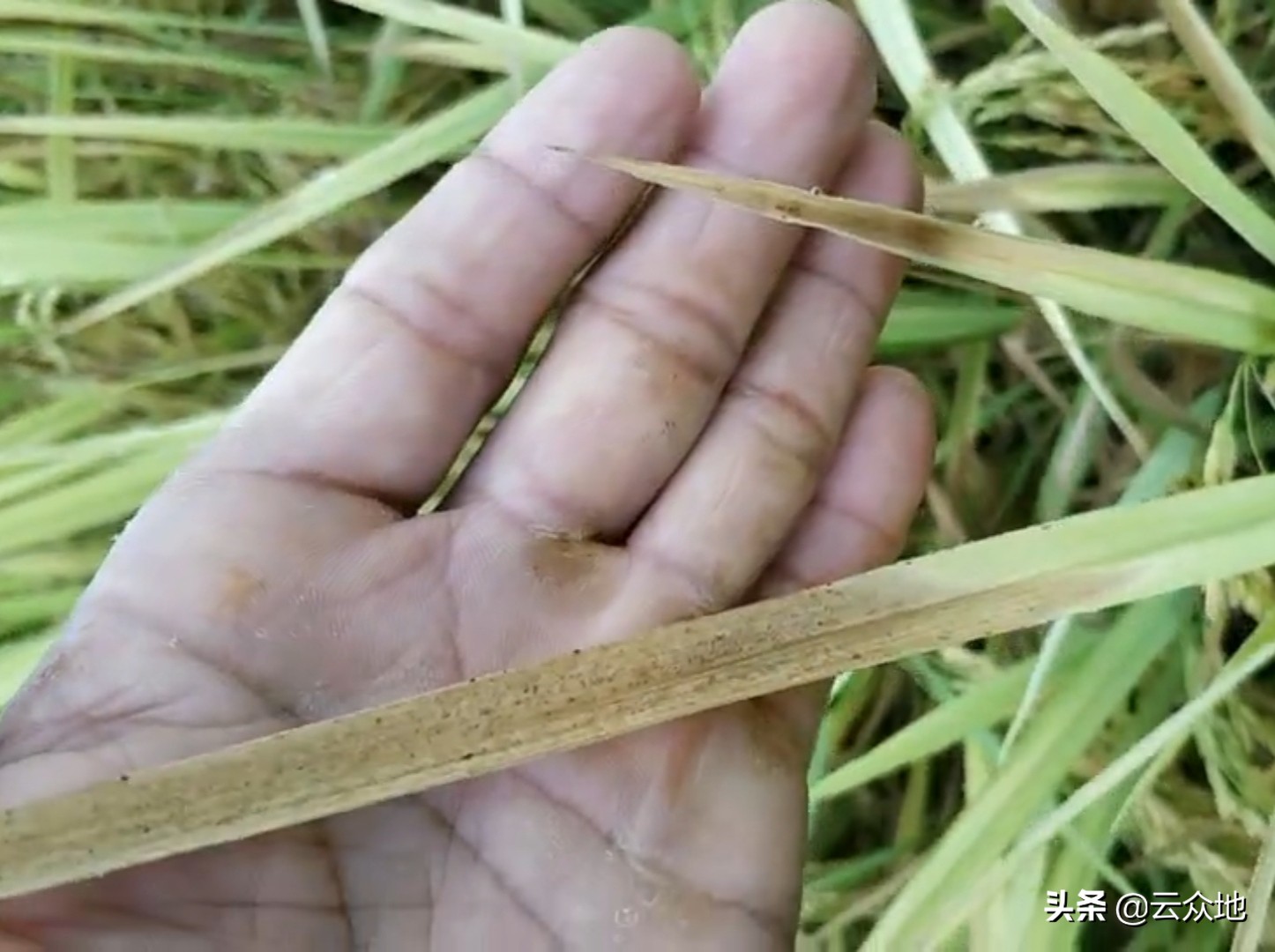 水稻早衰图片,水稻早衰的原因及解决方法