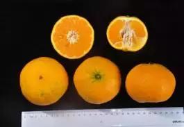 柑橘新优优缺点,设施柑橘新品种优缺点