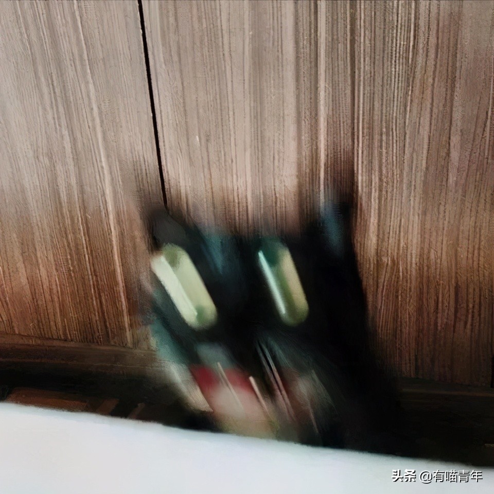 橘猫为什么是魔鬼,橘猫的恐怖之处