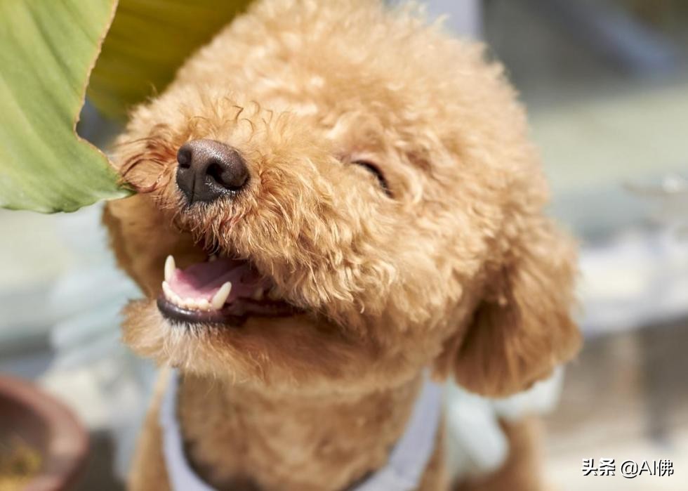 美国最受欢迎的100组小狗名字