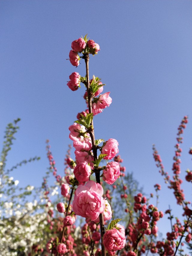 艾灸问答二十五问