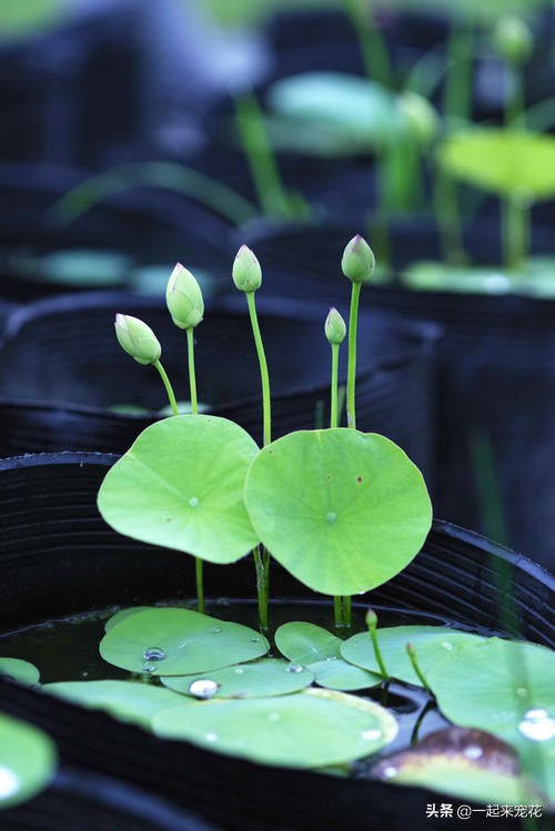 碗莲种子发芽到开花全过程,碗莲荷花种子几天发芽