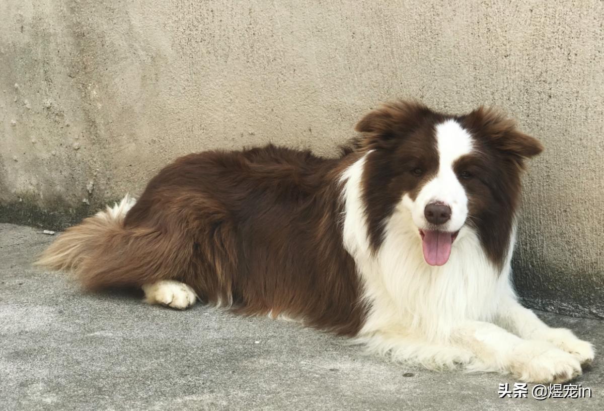 边牧肚子抓红了有疙瘩,边牧肚子长红疹子怎么治疗