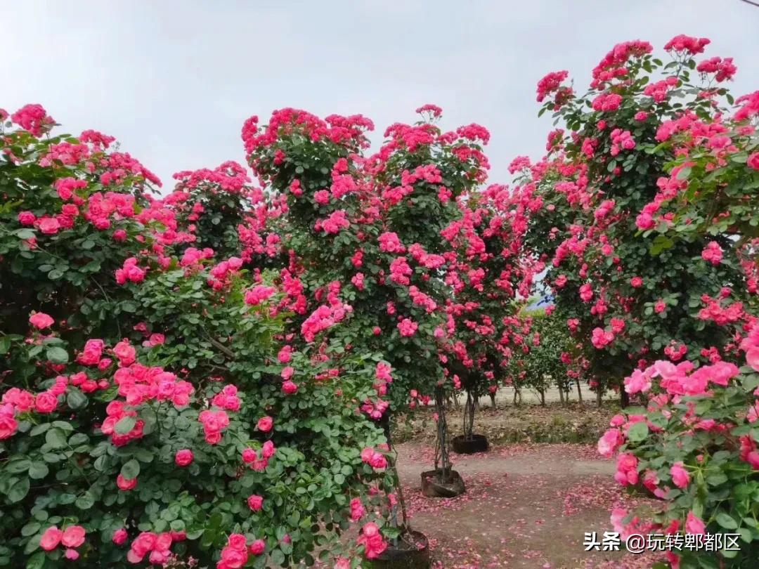 郫都区最美的花海,成都郫都花乡玫瑰开放了吗